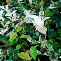 Hello Hello Plants Nursery Campbellfield Melbourne Victoria Australia Trachelospermum Tricolor variegated chinese star jasmine foliage