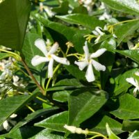 Hello Hello Plants Nursery Campbellfield Melbourne Victoria Australia Hello Hello Plants Trachelospermum jasminoides Chinese Star Jasmine Flowers and foliage close