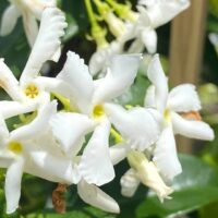 Hello Hello Plants Nursery Campbellfield Melbourne Victoria Australia Trachelospermum jasminoides Chinese Star Jasmine white star flower