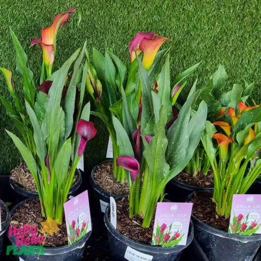Hello Hello Plants Zantedeschia 'Arum Calla Lily' Assorted 7in 2 LR