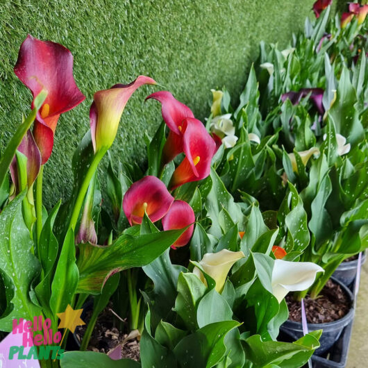 Zantedeschia 'Arum/Calla Lily' Assorted 7" Pot
