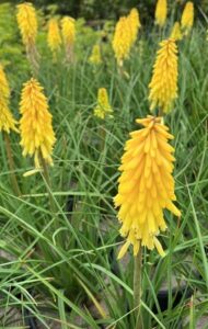 Hello Hello Plants nursery Melbourne Victoria Australia Kniphofia Poco Yellow Hot Poker Flower