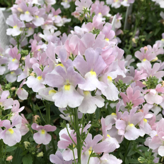 Nemesia 'Apple Blossom' 6" Pot