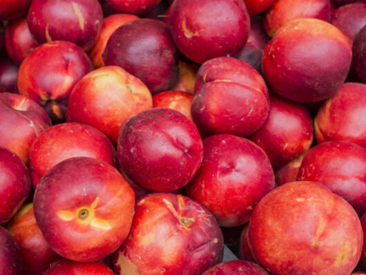 Prunus 'Tuscany®' Dwarf Nectarine 7" Pot