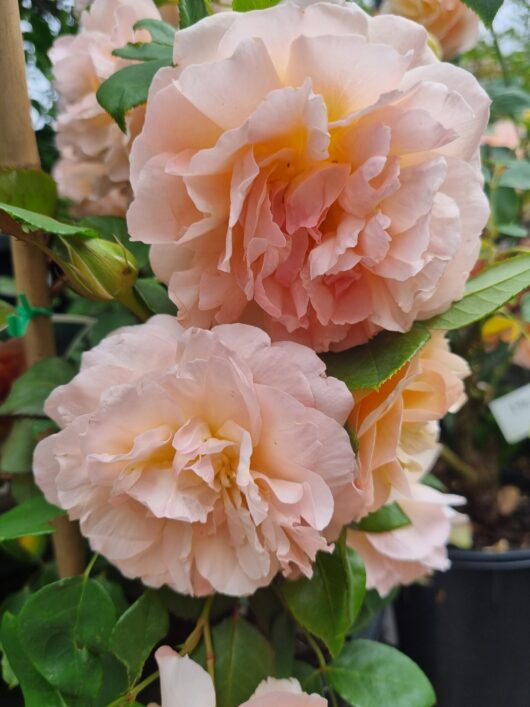 Rosa floribunda Heaven on Earth Rose Apricot peach fluffy rose flower ruffled petals