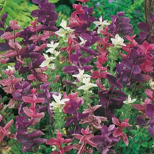 Salvia 'Assorted' Sage 6" Pot