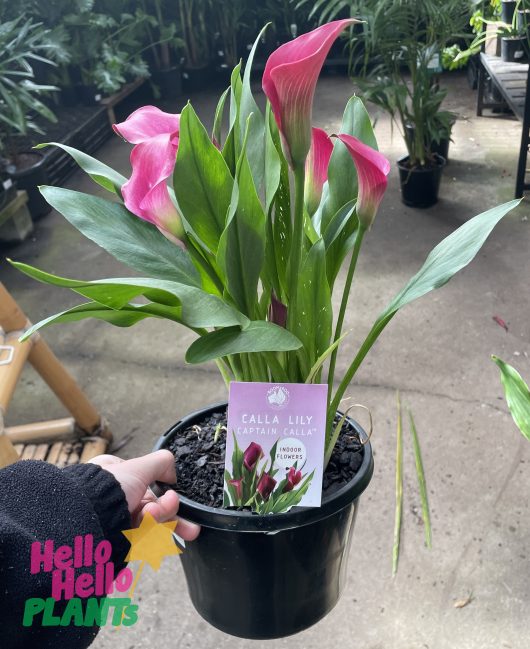 Zantedeschia aethiopica Arum Lily or Calla Lily Pink 7inch pot