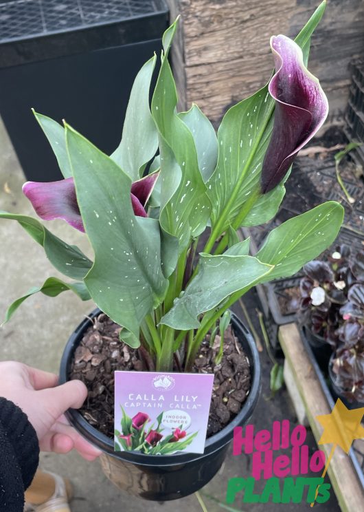 Zantedeschia aethiopica Arum Lily or Calla Lily dark purple 7inch pot