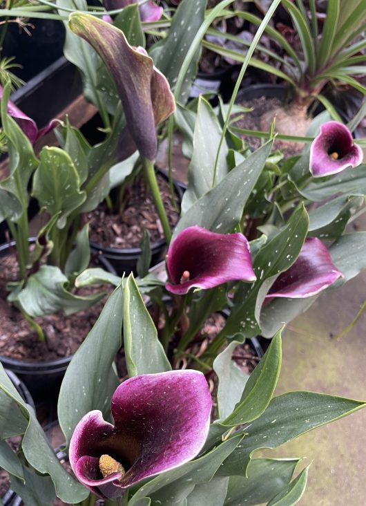 Zantedeschia aethiopica Arum Lily or Calla Lily deep dark purple flowers