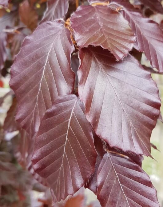 Fagus 'Purple Copper Beech' 7" Pot
