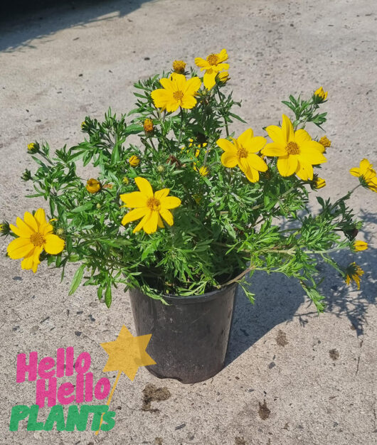 Bidens 'Goldmound' 6" Pot