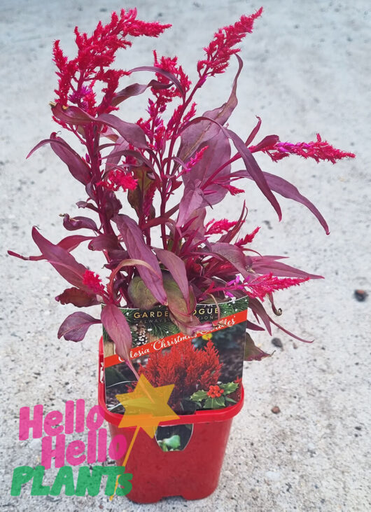 Celosia 'Christmas Candles' 4" Pot