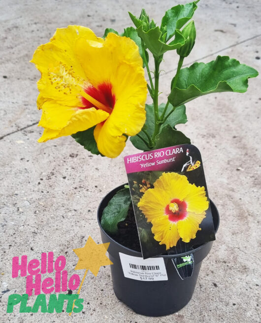Hibiscus Rio Clara 'Yellow' 6" Pot