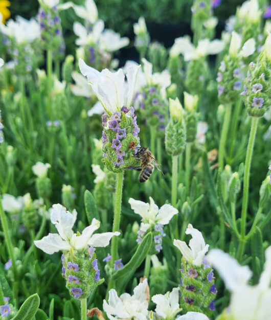Lavandula 'Pretty Polly' 4" Pot