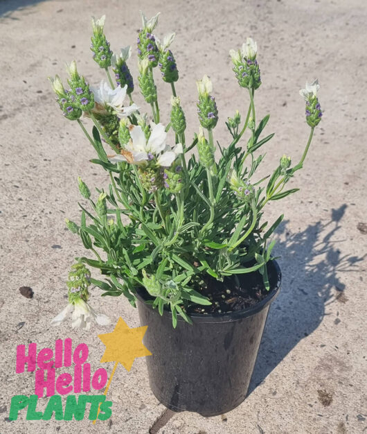 Lavandula 'White and Purple' Lavender 6" Pot
