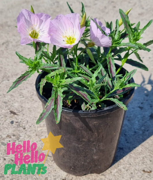 Oenothera 'Pink' Evening Primrose