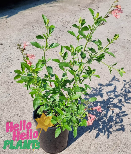 Salvia 'Assorted' Sage 6" Pot
