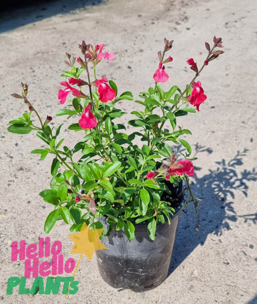 Salvia 'Assorted' Sage 6" Pot
