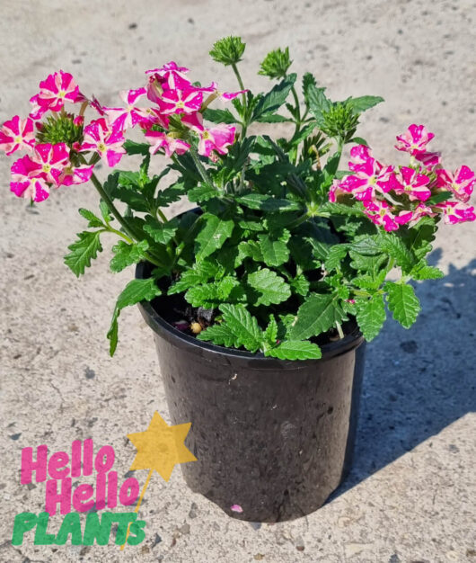 Verbena 'Candy Stripe Pink'
