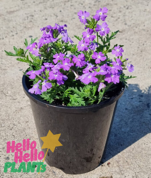 Verbena 'Purple' Assorted 6" Pot