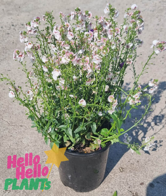 Nemesia 'Apple Blossom' 6" Pot