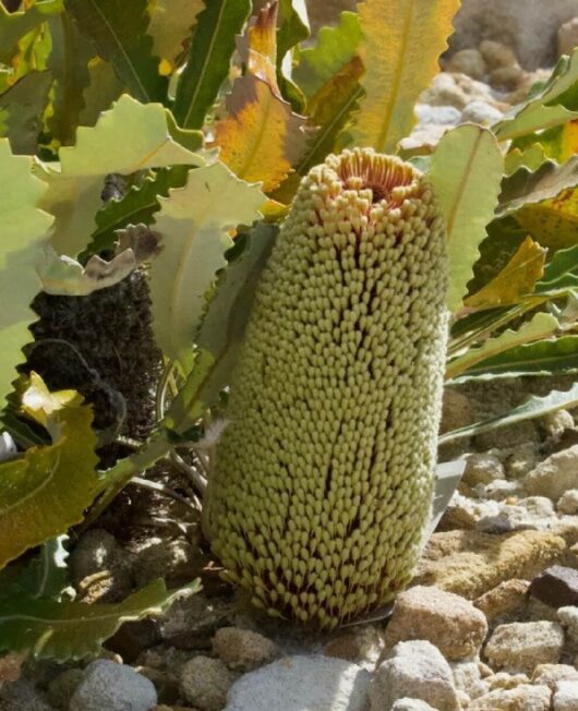 Banksia petiolaris 'Creeping Banksia'