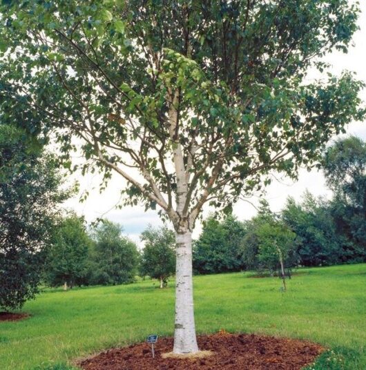 Betula 'Snow White' Birch
