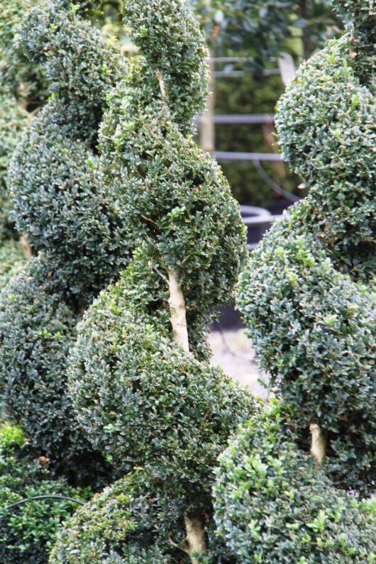 Buxus 'English Box' Spiral