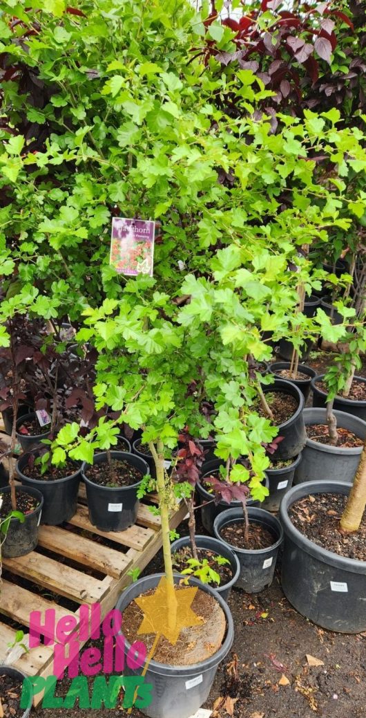 Crataegus laevigata Rosea Flore Plena English Hawthorn Tree with bright green leaves