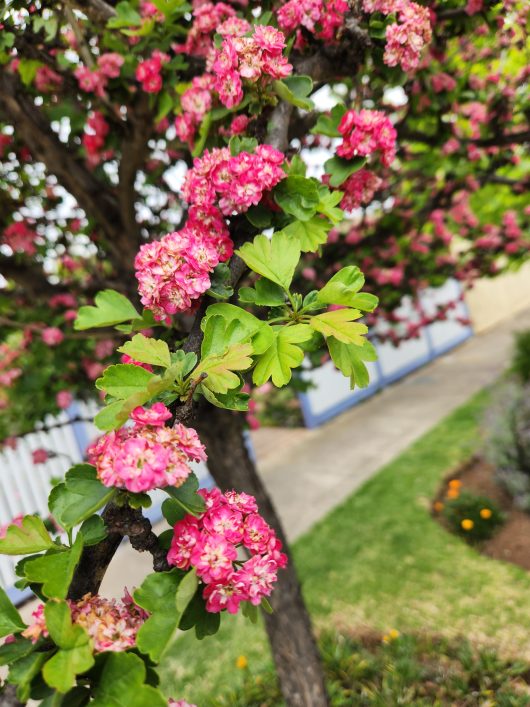 A Crataegus 'Rosea Flore Plena' English Hawthorn 13" Pot flowering tree in front of a house.