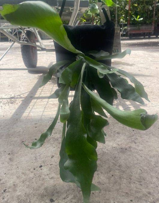 A Platycerium 'Elkhorn' Mount (Small) in a plastic bag on a concrete floor.