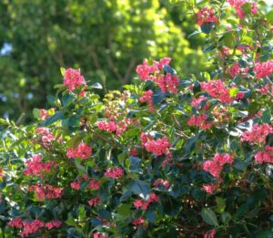 Escallonia macrantha hedge bright red flowers hot pink glossy green evergreen foliage screens hedging