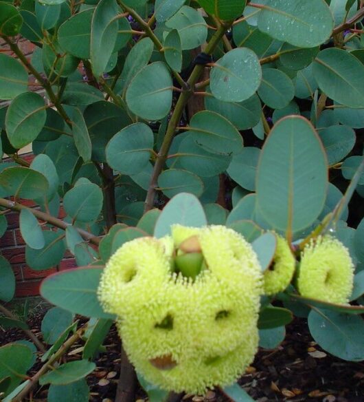 Eucalyptus preissiana 'Bell-Fruited Mallee' 6" Pot