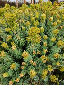 Euphorbia × martini Martin’s spurge bush flowering with green leaves and foliage. Flowering yellow with tiny red centres