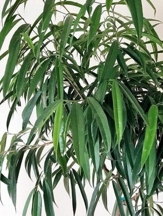 Ficus 'Alii' 8" Pot