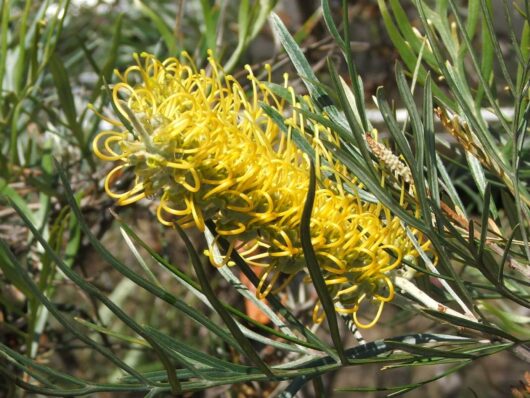 Grevillea 'Sandra Gordon' 6" Pot