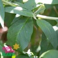 Hello Hello Plants Nursery Campbellfield Melbourne Victoria Australia Buddleia buddleija leaves