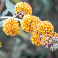 Hello Hello Plants Nursery Campbellfield Melbourne Victoria Australia Buddleia buddleija orange gold flower buddleia ball flowers