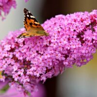 Hello Hello Plants Nursery Campbellfield Melbourne Victoria Australia Buddleia buddleija pink flower with butterfly