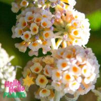 Hello Hello Plants Nursery Campbellfield Melbourne Victoria Australia Buddleia buddleija white flower