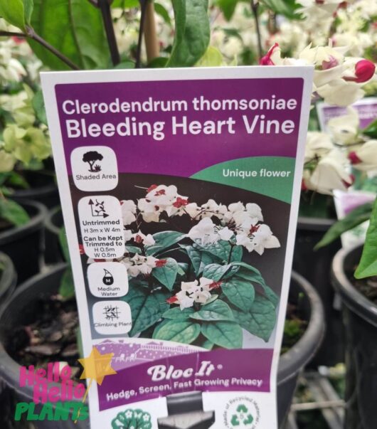 Clerodendron 'Bleeding Heart Vine' 8" Pot