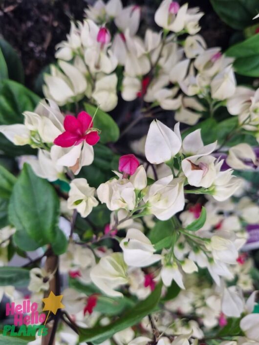 Clerodendron 'Bleeding Heart Vine' 8" Pot