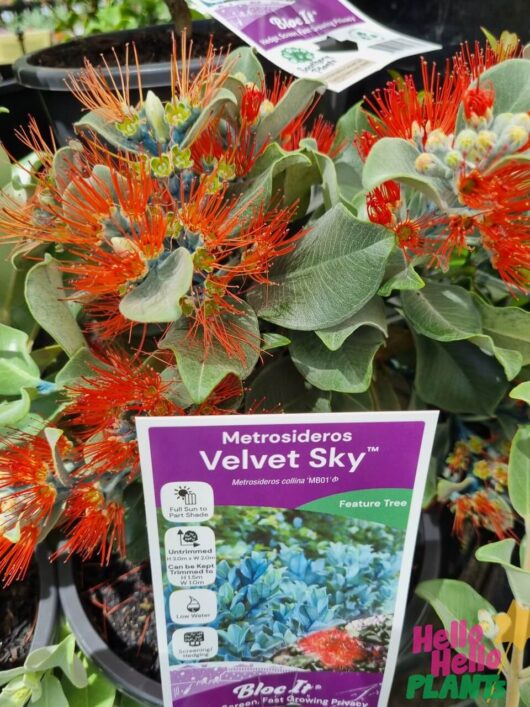 Metrosideros 'Velvet Sky™' 7" Pot