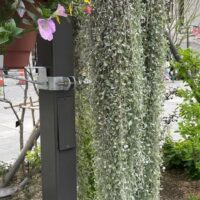 Dichondra 'Silver Falls'