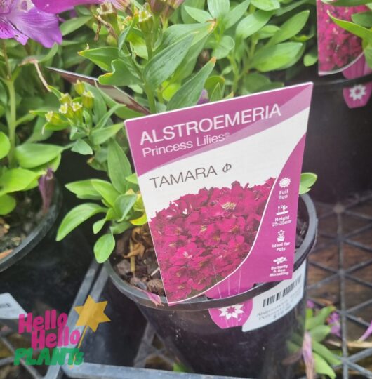 Alstroemeria 'Tamara' Peruvian Lily 7" Pot