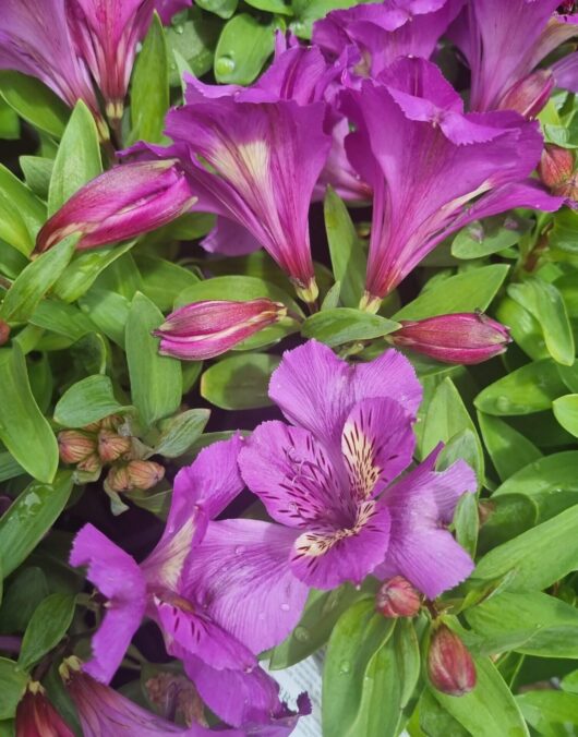 Alstroemeria 'Tamara' Peruvian Lily 7" Pot