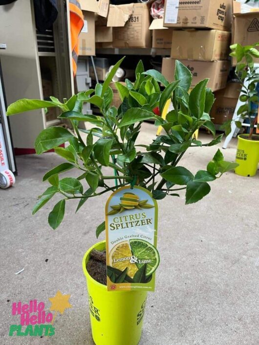 Citrus Splitzer 'Lemon and Lime' 4L Pot