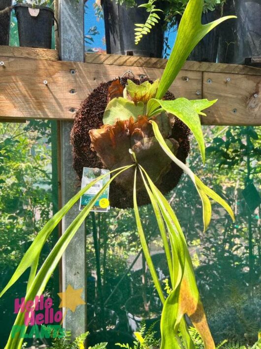 Platycerium 'Elkhorn' Mount (Small)