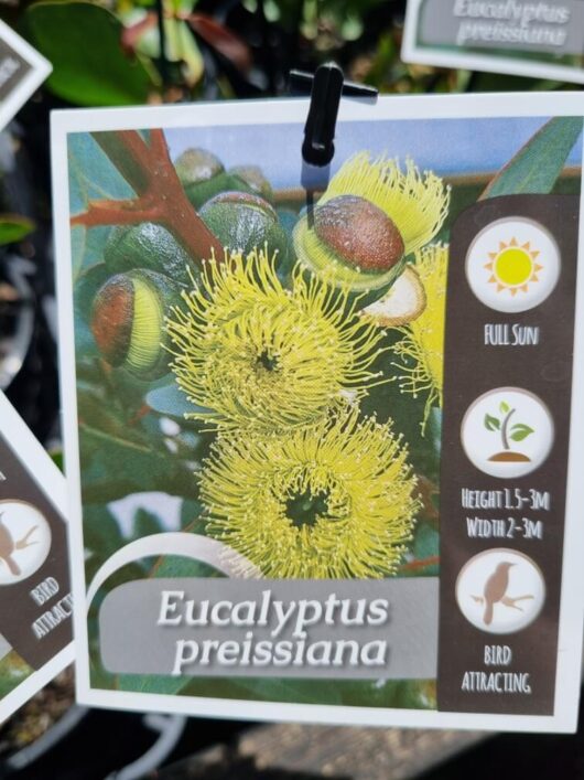 Eucalyptus preissiana 'Bell-Fruited Mallee' 6" Pot