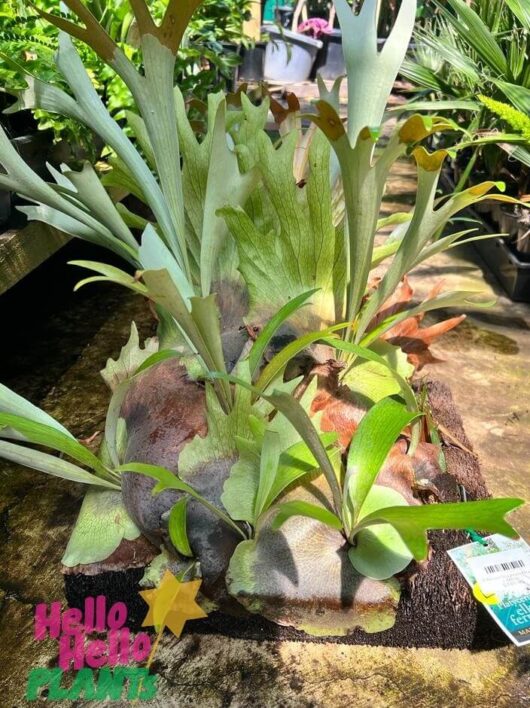 Platycerium 'Staghorn' Mount (Large) *Premium*